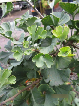 Ginkgo biloba Jehosaphat 1